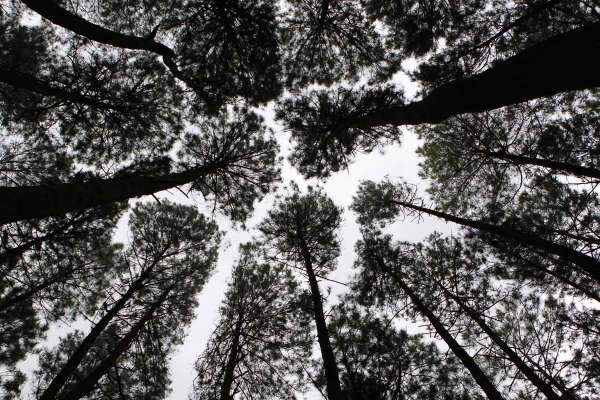 Hutan Pinus Mangunan