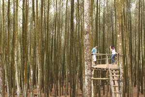 Saling memandang di tengan hutan rasanya tak terbayangkan 