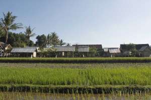 Pemandangan sawah di sekitar warung soto Bathok mbah Katro