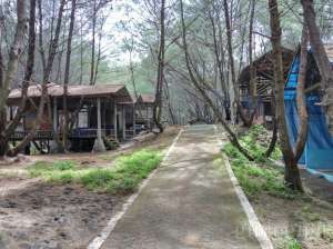 seribu cemara di Pantai Goa Cemara Jogja
