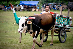 130-an Gerobak Sapi Bakal Pamer Keindahan