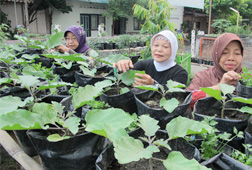 Hijaukan Kampung dengan Sayur