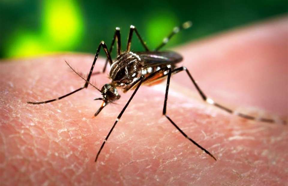 Ini Kata UGM Soal Virus Zika Ini Kata UGM Soal Virus Zika