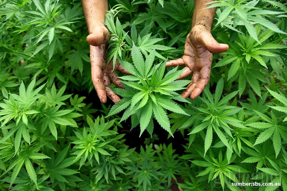 Ini Alasan Ganja Bisa Mengurangi Motivasi &ldquo;Work for Money&rdquo;