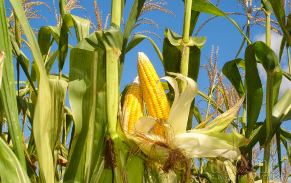 Wow, Klobot Jagung Bisa Jadi Suvenir Wow, Klobot Jagung Bisa Jadi Suvenir