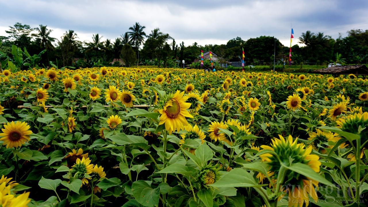 Ladang Kuning Memikat Helio Garden Yogyakarta Ladang Kuning Memikat Helio Garden Yogyakarta