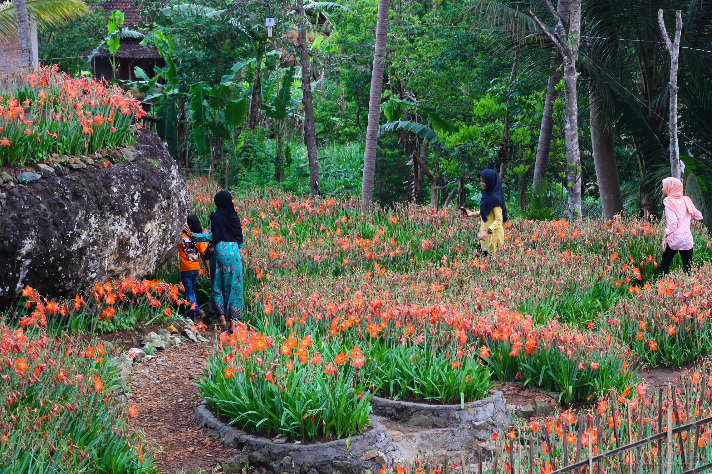 Taman Bunga Amarilis di Gunungkidul Jadi Favorit Pengunjung
