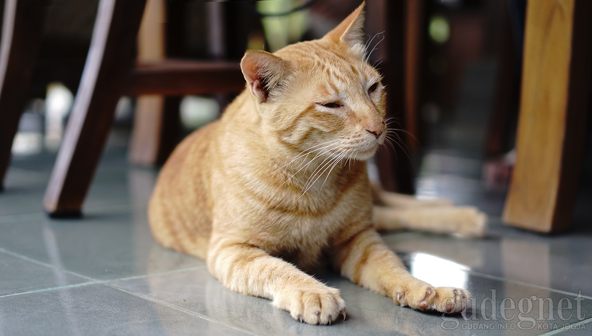 Kurangi Sebaran Rabies, Pemkot Gelar Vaksin Gratis Kurangi Sebaran Rabies, Pemkot Gelar Vaksin Gratis