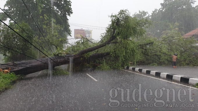 Hindari Jombor Arah Denggung, Ada Pohon Tumbang Hindari Jombor Arah Denggung, Ada Pohon Tumbang