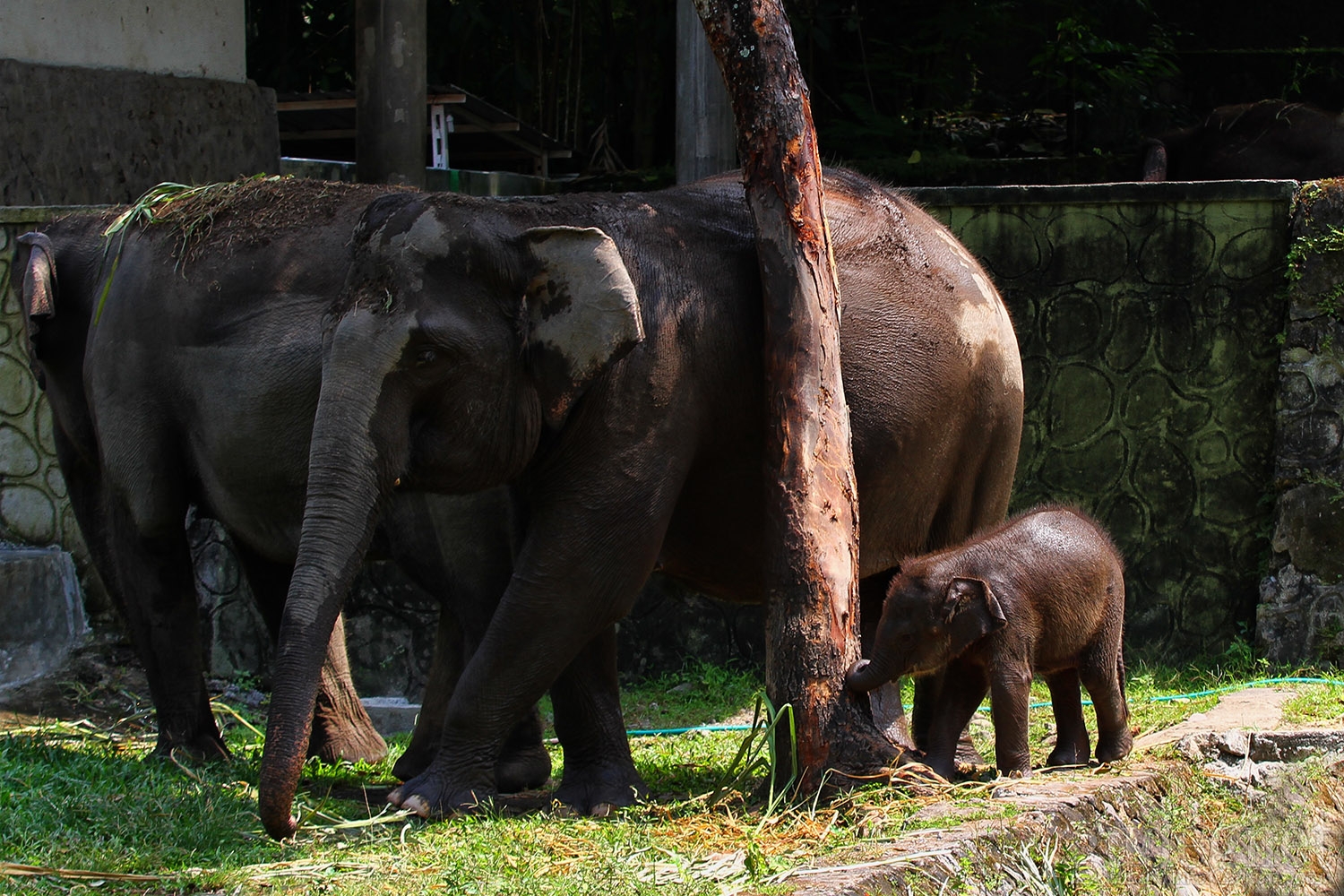Arinta, Bayi Gajah yang Lahir di Tengah Pandemi Mulai Mandiri Arinta, Bayi Gajah yang Lahir di Tengah Pandemi Mulai Mandiri