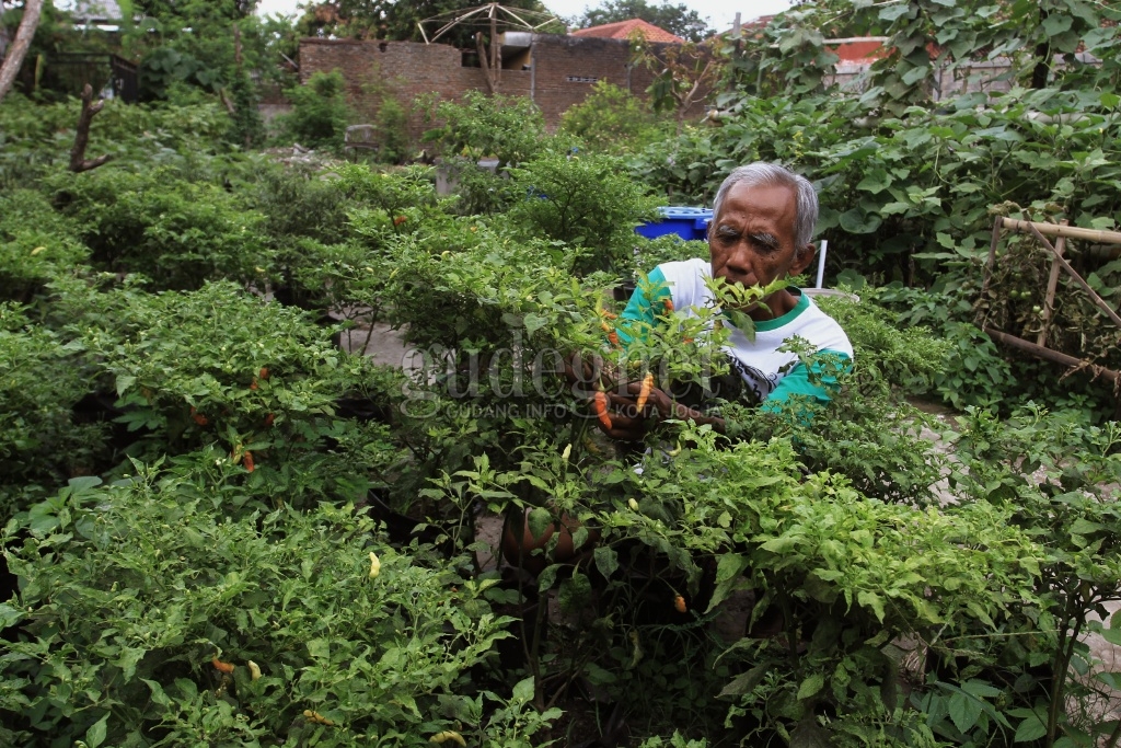Ketahanan Pangan di Masa Pandemi, Ini yang Dilakukan Warga Panembahan Keraton Ketahanan Pangan di Masa Pandemi, Ini yang Dilakukan Warga Panembahan Keraton