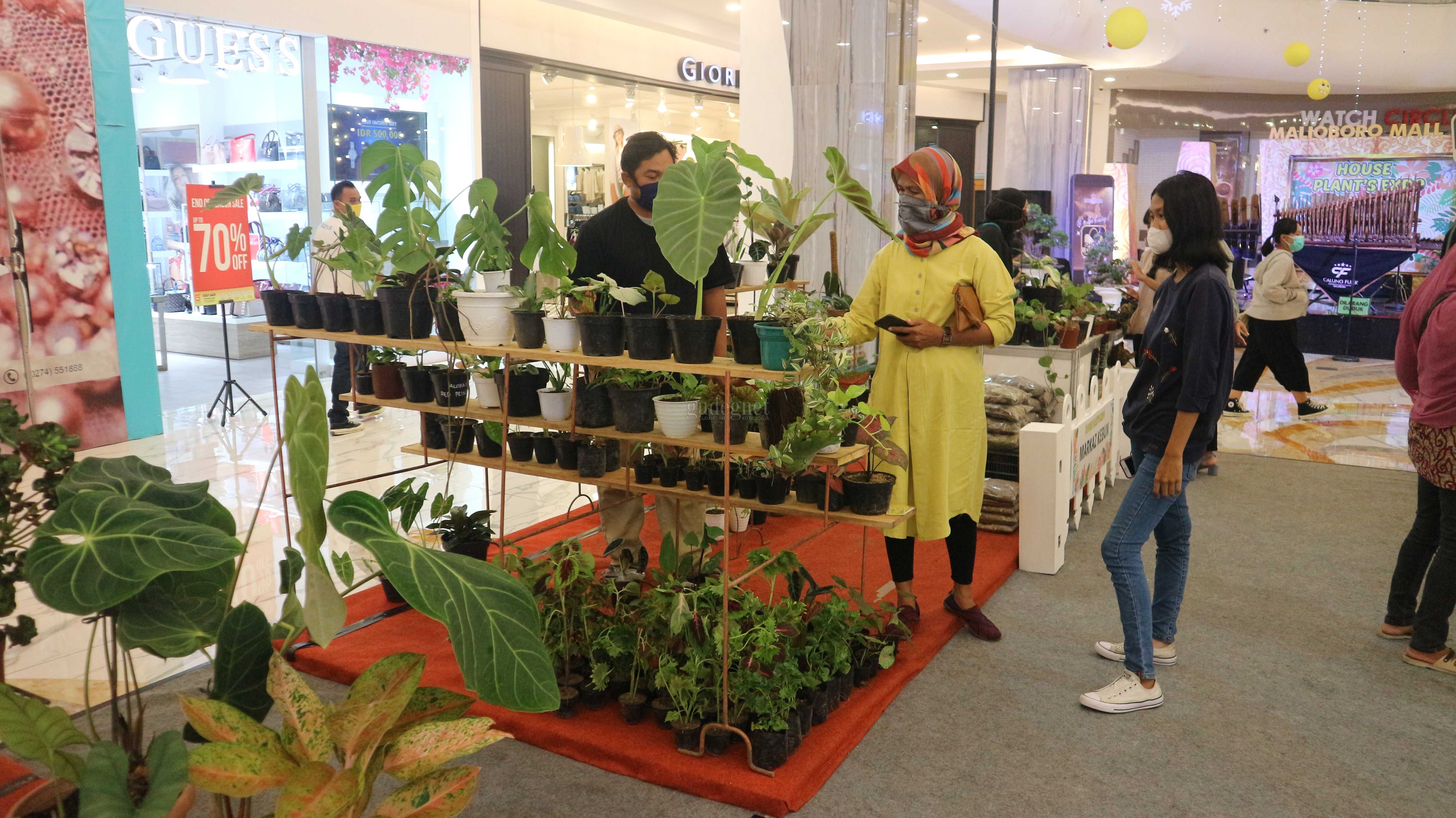 Malioboro Mall Gelar Pameran Tanaman Hias, Ada Anggrek Hingga Anthurium Malioboro Mall Gelar Pameran Tanaman Hias, Ada Anggrek Hingga Anthurium