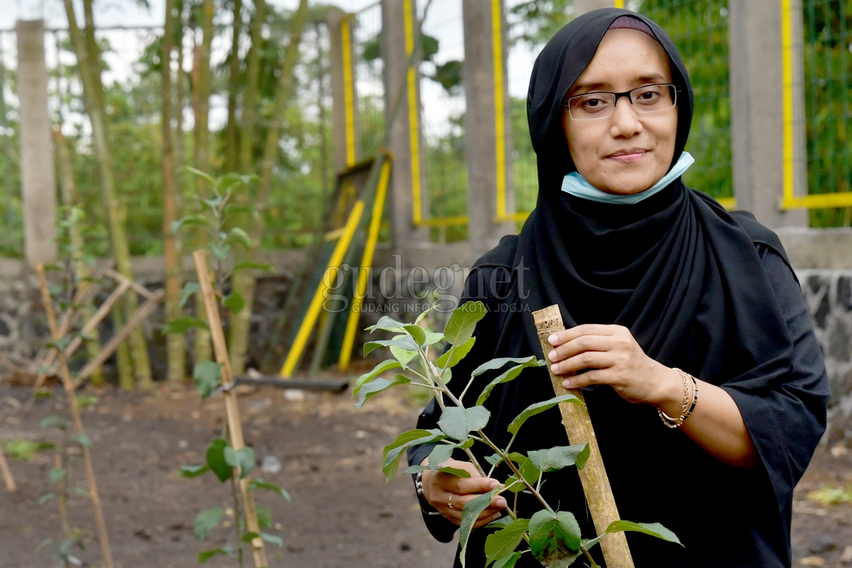 Menengok Upaya Budi Daya Apel Merapi Menengok Upaya Budi Daya Apel Merapi
