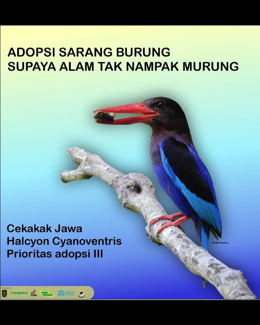 &lsquo;Adopsi Sarang Burung&rsquo;, Pelestarian Burung di Desa Jatimulyo, Kulonprogo
