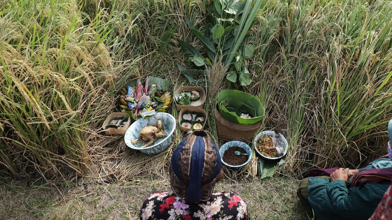 Warga Srandakan Gelar Upacara Tradisi Wiwitan