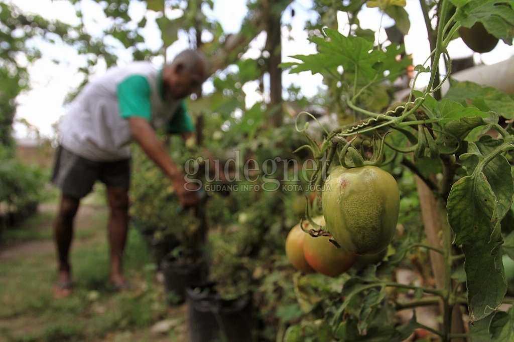 Pemkot Akan Tambah Kampung Sayur Pemkot Akan Tambah Kampung Sayur