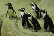 Susahnya Mendatangkan Pinguin ke Gembira Loka