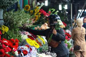 Bunga Mawar, Tetap Jadi Idola di Hari Kasih Sayang